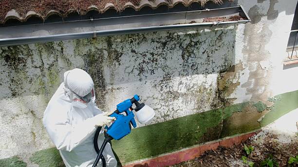 Trusted Black Mold Removal service in Lebanon, TN - Cheap Mold Removal